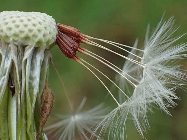 Taraxacum lacistophyllum \ Geschlitztblttriger Lwenzahn, D Mannheim 4.4.2024