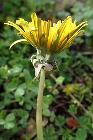 Taraxacum lacistophylloides \ Geschlitztblatt�hnlicher L�wenzahn / False Cut-Leaved Dandelion, D Karlsruhe 5.4.2024