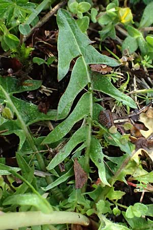 Taraxacum lacistophylloides \ Geschlitztblatt�hnlicher L�wenzahn / False Cut-Leaved Dandelion, D Karlsruhe 5.4.2024