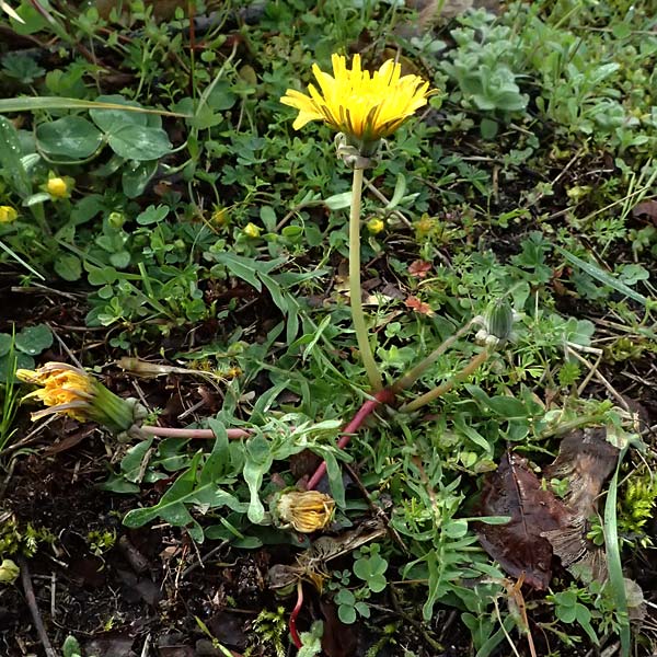 Taraxacum lacistophylloides \ Geschlitztblatt�hnlicher L�wenzahn / False Cut-Leaved Dandelion, D Karlsruhe 5.4.2024