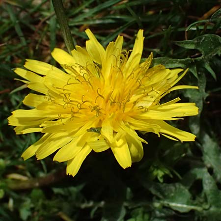 Taraxacum lacistophyllum \ Geschlitztblttriger Lwenzahn, D Hockenheim 8.4.2024