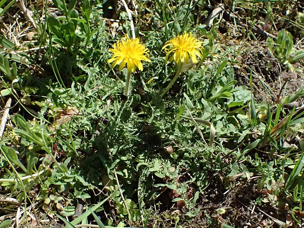 Taraxacum lacistophylloides \ Geschlitztblatt�hnlicher L�wenzahn / False Cut-Leaved Dandelion, D Huttenheim 7.4.2025
