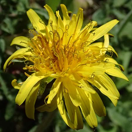 Taraxacum lacistophylloides \ Geschlitztblatt�hnlicher L�wenzahn / False Cut-Leaved Dandelion, D Huttenheim 7.4.2025