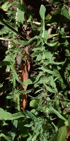 Taraxacum lacistophylloides \ Geschlitztblatt�hnlicher L�wenzahn / False Cut-Leaved Dandelion, D Huttenheim 7.4.2025
