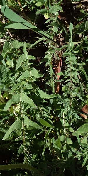 Taraxacum lacistophylloides \ Geschlitztblatt�hnlicher L�wenzahn / False Cut-Leaved Dandelion, D Huttenheim 7.4.2025