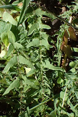 Taraxacum lacistophylloides \ Geschlitztblatt�hnlicher L�wenzahn / False Cut-Leaved Dandelion, D Huttenheim 7.4.2025