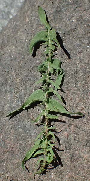 Taraxacum lacistophylloides \ Geschlitztblatt�hnlicher L�wenzahn / False Cut-Leaved Dandelion, D Huttenheim 7.4.2025