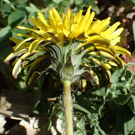 Taraxacum lacistophylloides \ Geschlitztblatt�hnlicher L�wenzahn / False Cut-Leaved Dandelion, D Huttenheim 7.4.2025