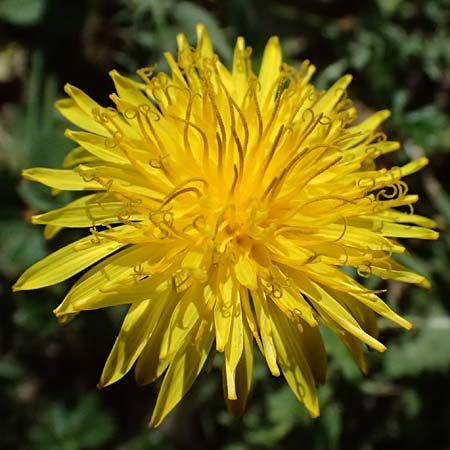 Taraxacum lacistophylloides \ Geschlitztblatt�hnlicher L�wenzahn / False Cut-Leaved Dandelion, D Huttenheim 7.4.2025