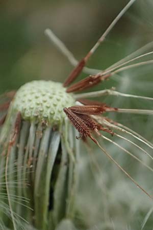 Taraxacum lacistophylloides \ Geschlitztblatt�hnlicher L�wenzahn / False Cut-Leaved Dandelion, D Huttenheim 23.4.2025