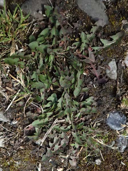 Taraxacum laciniatissimum \ Vielzipfeliger L�wenzahn / Many-Lobed Dandelion, D Neuburg 17.5.2026