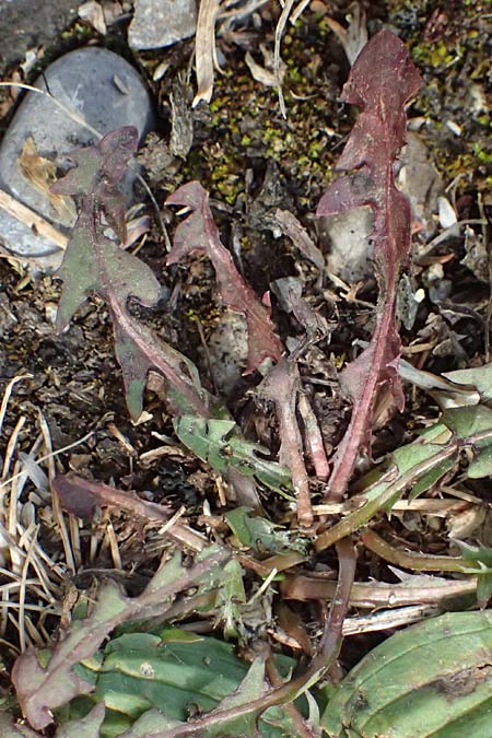 Taraxacum laciniatissimum \ Vielzipfeliger L�wenzahn / Many-Lobed Dandelion, D Neuburg 17.5.2026