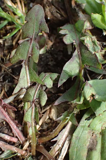 Taraxacum laciniatissimum \ Vielzipfeliger L�wenzahn / Many-Lobed Dandelion, D Neuburg 17.5.2026
