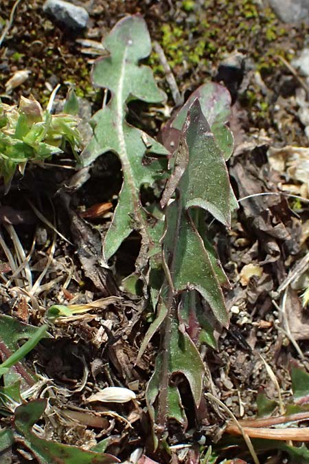 Taraxacum laciniatissimum \ Vielzipfeliger L�wenzahn / Many-Lobed Dandelion, D Neuburg 17.5.2026