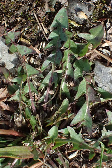 Taraxacum laciniatissimum \ Vielzipfeliger L�wenzahn / Many-Lobed Dandelion, D Neuburg 17.5.2026
