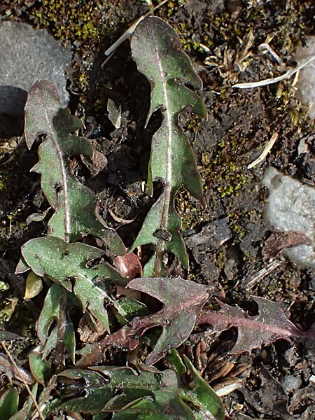 Taraxacum laciniatissimum \ Vielzipfeliger L�wenzahn / Many-Lobed Dandelion, D Neuburg 17.5.2026