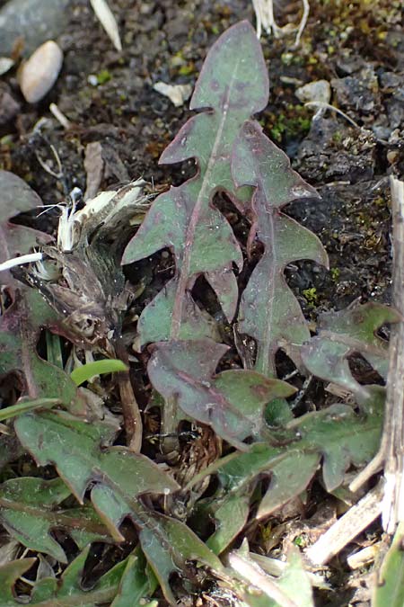 Taraxacum laciniatissimum \ Vielzipfeliger L�wenzahn / Many-Lobed Dandelion, D Neuburg 17.5.2026