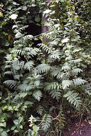 Tanacetum macrophyllum \ Groblttrige Wucherblume / Rayed Tansy, D Weinheim an der Bergstraße 1.6.2015