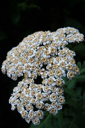Tanacetum macrophyllum \ Groblttrige Wucherblume / Rayed Tansy, D Weinheim an der Bergstraße 1.6.2015