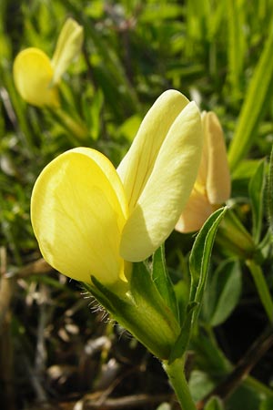 Lotus maritimus \ Gelbe Spargelerbse / Dragon's-Teeth, D Oppenheim 11.5.2015