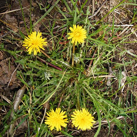Taraxacum nordstedtii \ Nordstedts Lwenzahn / Nordstedt's Dandelion, D Ober-Roden 2.5.2015
