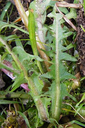 Taraxacum nordstedtii \ Nordstedts Lwenzahn / Nordstedt's Dandelion, D Ober-Roden 2.5.2015