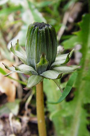 Taraxacum nordstedtii \ Nordstedts Lwenzahn / Nordstedt's Dandelion, D Ober-Roden 2.5.2015