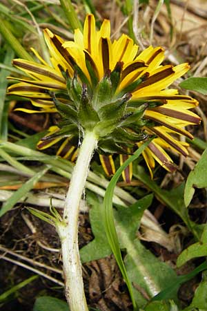 Taraxacum nordstedtii \ Nordstedts Lwenzahn / Nordstedt's Dandelion, D Ober-Roden 2.5.2015