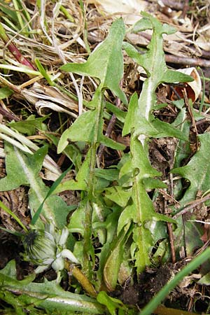 Taraxacum nordstedtii \ Nordstedts Lwenzahn / Nordstedt's Dandelion, D Ober-Roden 2.5.2015