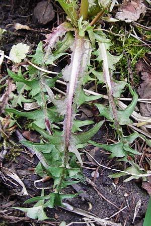 Taraxacum nordstedtii \ Nordstedts Lwenzahn / Nordstedt's Dandelion, D Ober-Roden 2.5.2015