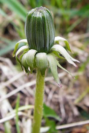 Taraxacum nordstedtii \ Nordstedts Lwenzahn / Nordstedt's Dandelion, D Ober-Roden 2.5.2015