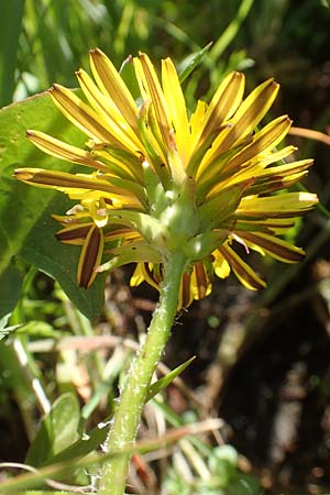 Taraxacum trilobifolium \ Stufenblttriger Lwenzahn / Stair-Leaved Dandelion, D Darmstadt 9.5.2008