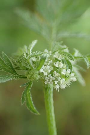 Torilis nodosa \ Knotiger Klettenkerbel / Knotted Hedge Parsley, D Ludwigshafen 1.6.2018
