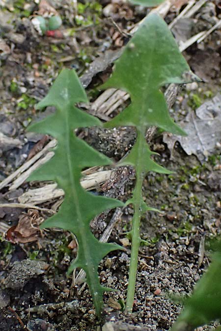 Taraxacum navarrense \ Navarra-Schwielen-L�wenzahn / Navarra Dandelion, D Neuburg 17.5.2026