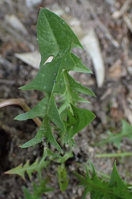 Taraxacum navarrense \ Navarra-Schwielen-L�wenzahn / Navarra Dandelion, D Neuburg 17.5.2026
