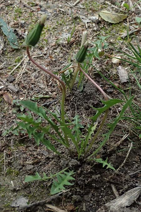 Taraxacum navarrense \ Navarra-Schwielen-L�wenzahn / Navarra Dandelion, D Neuburg 17.5.2026