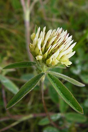Trifolium ochroleucon \ Blagelber Klee / Sulphur Clover, D Gerolzhofen-Sulzheim 1.6.2015