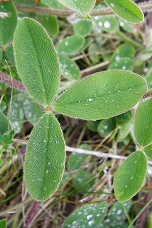 Trifolium ochroleucon \ Blagelber Klee / Sulphur Clover, D Gerolzhofen-Sulzheim 1.6.2015