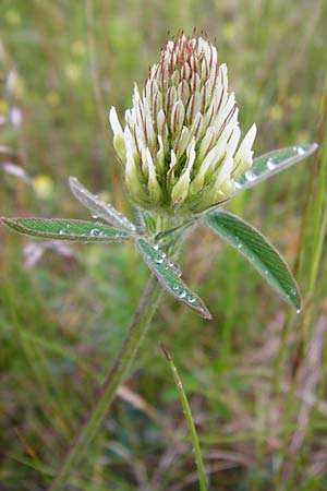 Trifolium ochroleucon \ Blagelber Klee / Sulphur Clover, D Gerolzhofen-Sulzheim 1.6.2015
