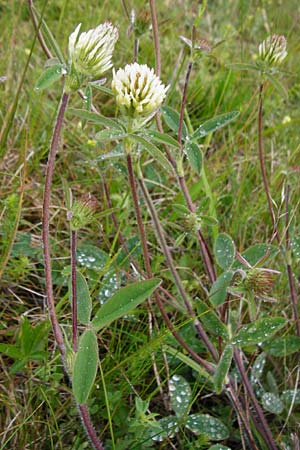 Trifolium ochroleucon \ Blagelber Klee / Sulphur Clover, D Gerolzhofen-Sulzheim 1.6.2015