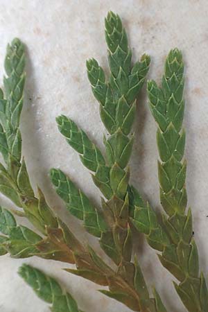 Platycladus orientalis \ Morgenlndischer Lebensbaum, Thuja / Oriental Arbor-Vitae, D Heidelberg 6.12.2015