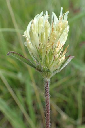 Trifolium ochroleucon \ Blagelber Klee / Sulphur Clover, D Aichtal 17.6.2017