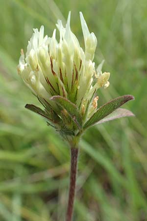 Trifolium ochroleucon \ Blagelber Klee / Sulphur Clover, D Aichtal 17.6.2017