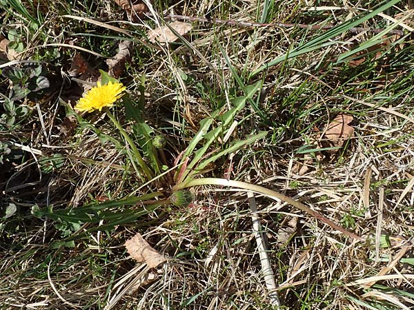 Taraxacum hollandicum \ Hollndischer Sumpf-Lwenzahn / Dutch Marsh Dandelion, D Konstanz 24.4.2018