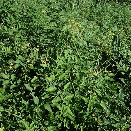 Solanum lycopersicum \ Tomate / Tomato, D R&ouml;merberg 15.9.2026