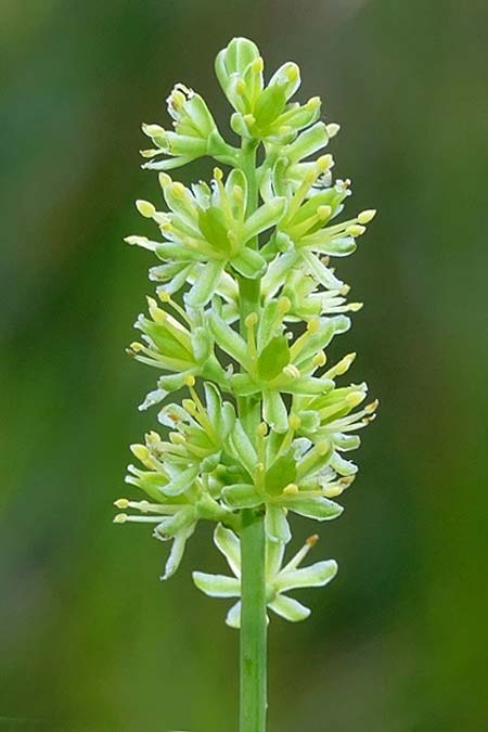 Tofieldia calyculata \ Gewhnliche Simsenlilie / Mountain Scottish Asphodel, D Plattling 19.8.2023 (Photo: Eva Knon)