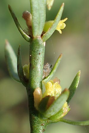 Thymelaea passerina \ Spatzenzunge / Annual Thymelaea, D Buchen 19.8.2017