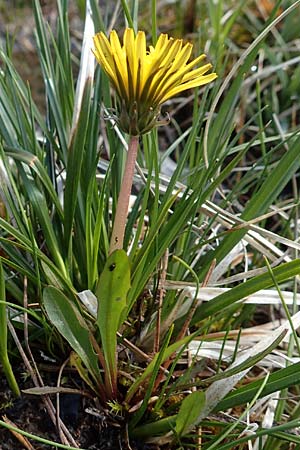 Taraxacum turfosum \ Torfmoos-Lwenzahn / Peat Dandelion, D Garmisch-Partenkirchen 2.5.2019