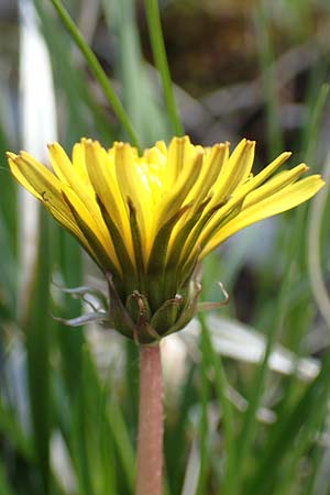 Taraxacum turfosum \ Torfmoos-Lwenzahn / Peat Dandelion, D Garmisch-Partenkirchen 2.5.2019