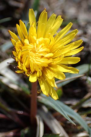 Taraxacum turfosum \ Torfmoos-Lwenzahn / Peat Dandelion, D Garmisch-Partenkirchen 2.5.2019
